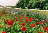 Photo: Statewide Wildflower Program