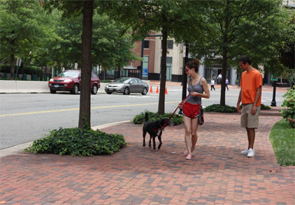 Two pedestrians walking a dog on a wide brick paved sidewalk with trees separating the sidewalk from the automobile traffic.