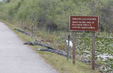 Photo of alligators on the side of a road. A sign reads 'HIKERS and BIKERS Move to the side of the road when a vehicle approaches'