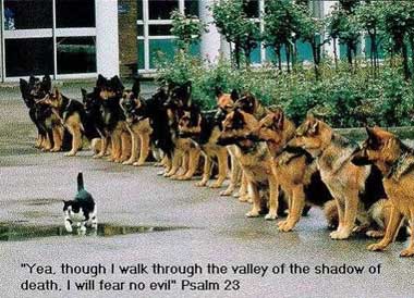 Photo of one small cat walking past a line of German Shepherds.