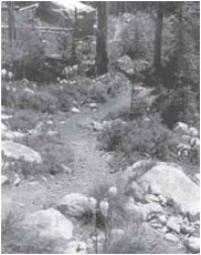 Photo of trail.