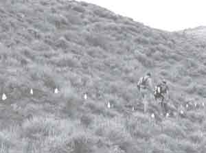 Photo of two workers marking a trail with flags.