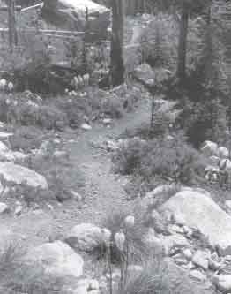 Photo of a trail that winds its way through rocks and trees.