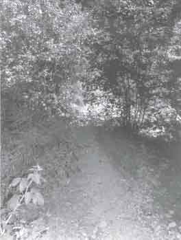 Photo of a trail with heavy vegetation.