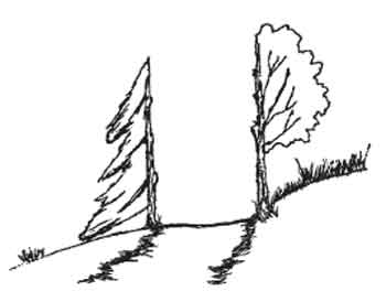 Drawing of two excessivly pruned trees along a trail.