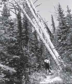 Photo of a man assessing two trees that need to be felled near a trail.