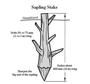 Drawing of a sapling stake. Text in the drawing reads, Sapling Stake, ground level, stobs 50-to 75-mm (2- to 3-in) long, stakes about 400-mm (16-in) long, and sharpen the big end of the sapling.