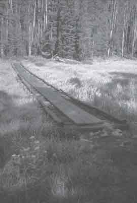 Photo of a puncheon in a marshy area.