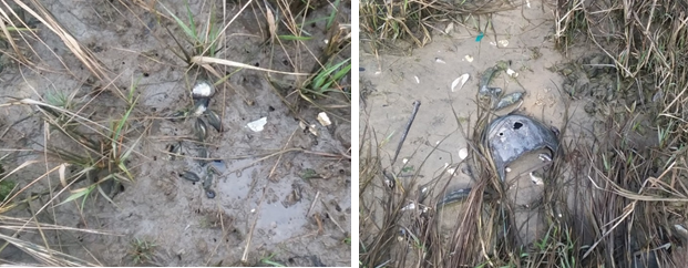 Left: close up of bivalves in the mud among blades of grasses. Right: close up of a horseshoe crab shell along the shoreline.