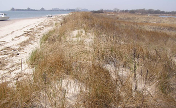 Dunes with planted grasses, with the water in the background.