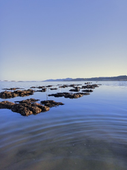 Photo of oyster and eelgeass in San Francisco Bay