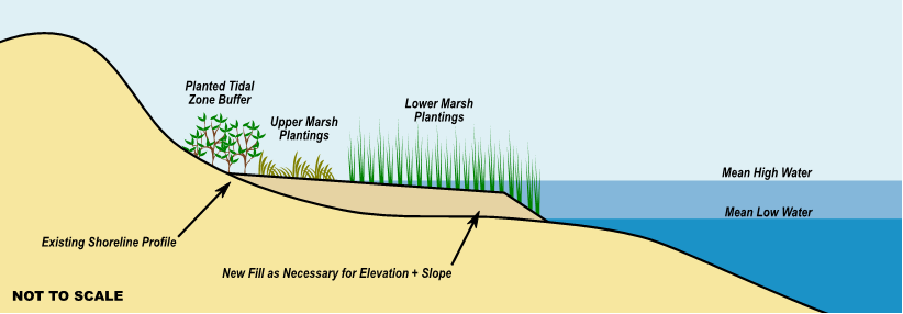 This design schematic shows the existing shoreline profile sloping down to below both mean high water and mean low water. New fill is added as necessary for elevation and slope, bringing the shoreline above mean low water and partially above mean high water. On this new fill, there are lower and upper marsh plantings. A planted tidal zone buffer is situated to the inland side of these marsh plantings.