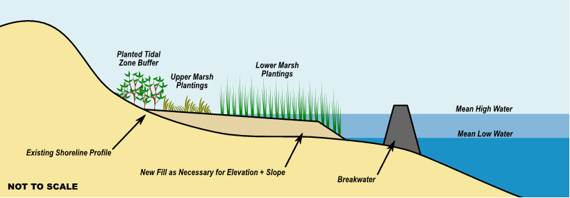 This design schematic shows the existing shoreline profile sloping down to below both mean high water and mean low water. New fill is added as necessary for elevation and slope, bringing the shoreline above mean low water and partially above mean high water. On this new fill, there are lower and upper marsh plantings. A planted tidal zone buffer is situated to the inland side of these marsh plantings. Further into the water and beyond the plantings is a solid breakwater structure that rises from the existing shoreline profile to above the mean high water line.
