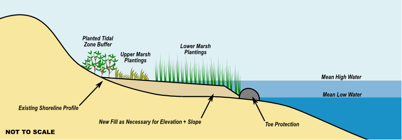 This design schematic shows the existing shoreline profile sloping down to below both mean high water and mean low water. New fill is added as necessary for elevation and slope, bringing the shoreline above mean low water and partially above mean high water. On this new fill, there are lower and upper marsh plantings. A planted tidal zone buffer is situated to the inland side of these marsh plantings. A solid toe protection structure is situated at the base of the new fill, rising above the mean low water line but still below the mean high water line.