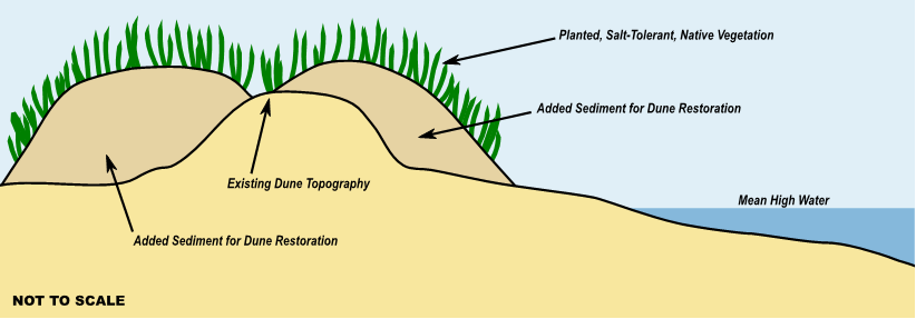 This design schematic shows one short dune, which is the existing topography. On either side of this existing dune there is added sediment for dune restoration; each of these is now taller and wider than the original dune. Salt-tolerant native vegetation has been planted on top of the added sediment.