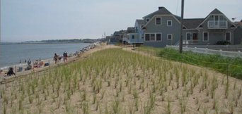 Photo of dune with new vegetation growing.