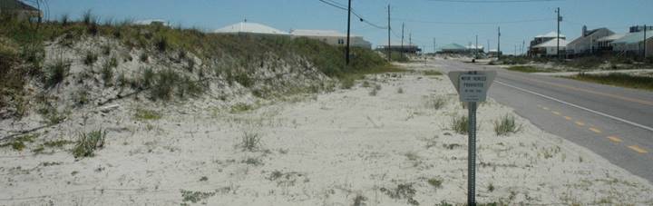A photograph of a vegetated dune on the left, then moving to the right of the image, a stretch of flat sand with more limited vegetation, and then a road. The sand slightly overlaps the road.