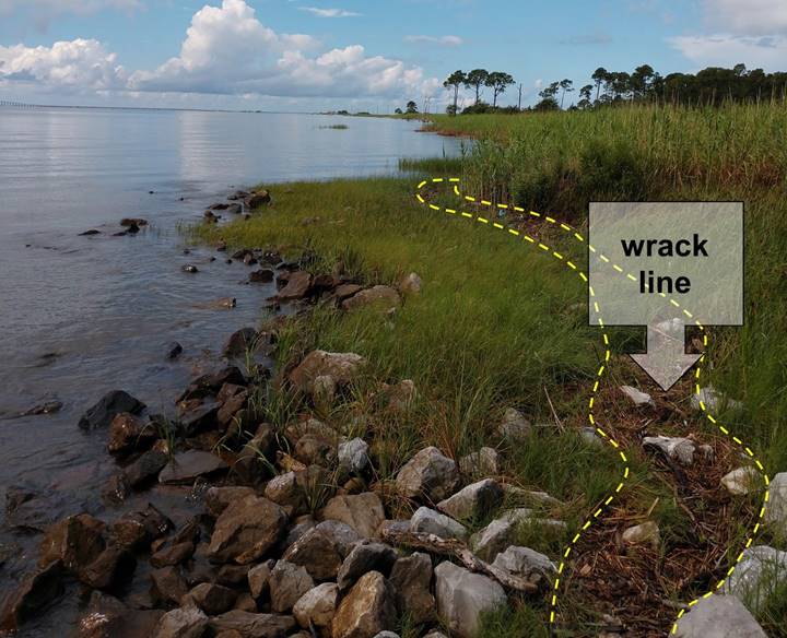 Photograph of a fringe marsh along a bay shoreline with the extents of a wrack line annotated on the figure.