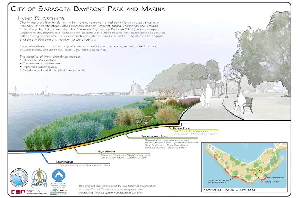 Graphic of informational sign at the City of Sarasota Bayfront Park and Marina, which discusses living shorelines. It says, â€œShorelines are often hardened by bulkheads, revetments and seawalls to protect property. Ironically, these structures often increase erosion, prevent natural processes and provide little, if any, habitat for sea life. The Sarasota Bay Estuary Program (SBEP) is encouraging waterfront developers and homeowners to consider a more natural bank stabilization technique called â€˜living shorelines.â€™ This approach uses plants, sand and limited use of rock to provide shoreline protection and maintain valuable habitat. Living shorelines utilize a variety of structural and organic materials, including wetland and aquatic plants, oyster reefs, fiber logs, sand and stone. The benefits of living shorelines include: Shoreline stabilization, Environmental protection, Improved water quality, Creation of habitat for plants and animals". The graphic shows the living shoreline composition with four zones: At the bottom of the slope is the low marsh with smooth cordgrass (Spartina alterniflora); next is the high marsh with seashore paspalum (paspalum vaginatum) and salt meadow grass (Spartina patens); then, there is the transitional zone with railroad vine (Ipomoea pes-caprae), beach morning glory (Ipomoea pes-caprae), dune sunflower (Helianthus debilis), and sand cordgrass (Spartina bakeri). The upper edge meets the sidewalk and it has sea oats (Uniola paniculate) and muhly grass (Muhlenbergia capillaris).