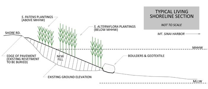 The cross section of a proposed living shoreline for Shore Road. Shore Road is at the top of the bank. The edge of pavement (existing revetment to be buried) is shown. New fill is added on top of existing ground level to establish an appropriate marsh slope and plants are planted on the new fill. Spartina patens is planted above MHHW and Spartina alterniflora are planted below MHHW. At the bottom of the slope, boulders & geotextiles are added to support the slope.