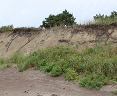 Photo shows sandy beach, low vegetation, cliff, and vegetation in background.