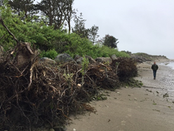 Photo shows thick vegetation roots forming a wall along the coast about the same height as the man in the photo.