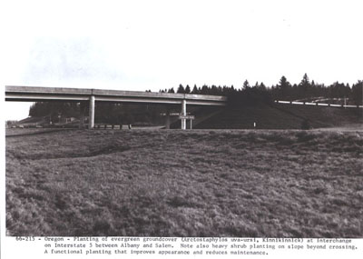 Oregon - Planting of evergreen groundcover (Arctostaphylos uva-ursi, Kinnikinnick) at interchange on Interstate 5 between Albany and Salem.  Note also heavy shrub planting on slope beyond crossing - a functional planting that improves appearance and reduces maintenance.