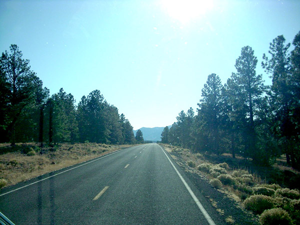 Route 180 leaving Flagstaff through the tall pines.