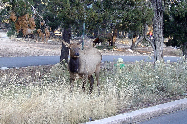 This elk poses for our cameras while standing in the median at the South Rim.