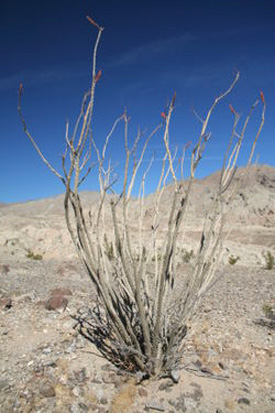 Plant growing in desert.