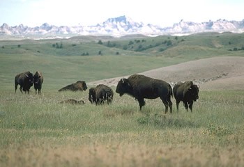 Buffalo on the open range.