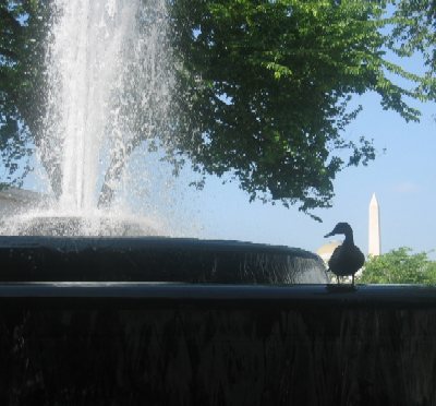 With the Washington Monument in the background, a duck enjoys the morning on the rim of the Mellon fountain.