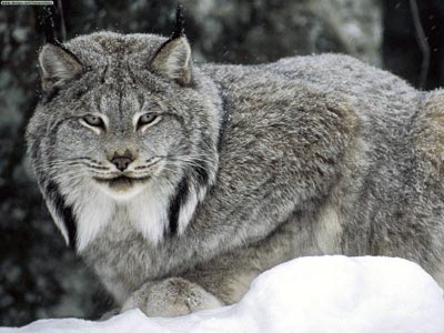 Photo of Canadian lynx