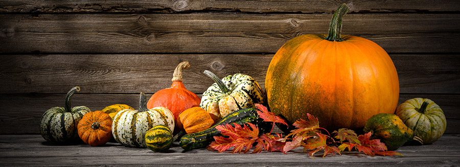 : Happy Thanksgiving Pumpkins photo