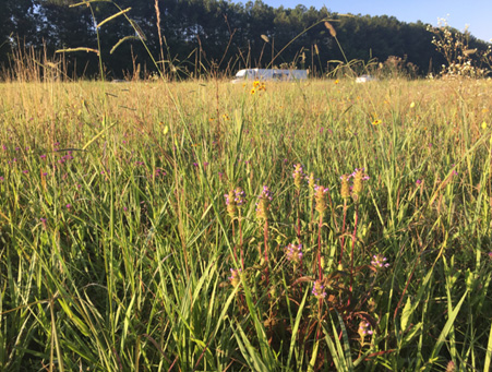 Grass alongside interstate