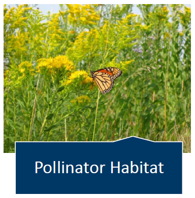 Pollinator Habitat