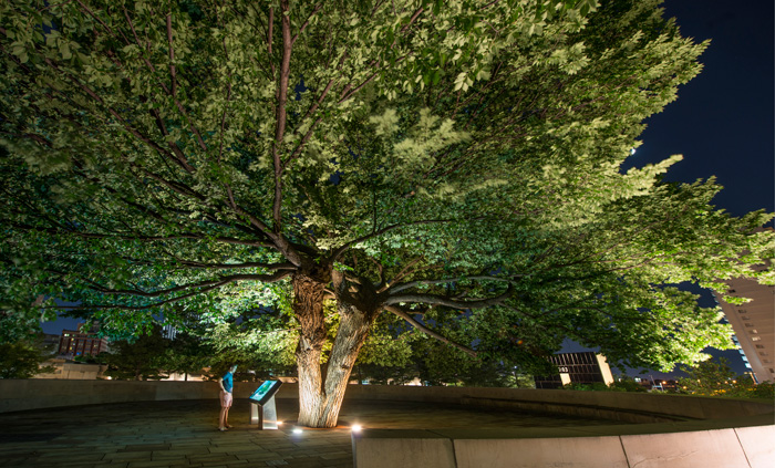 Photo: Survivor Tree and Interactive Display