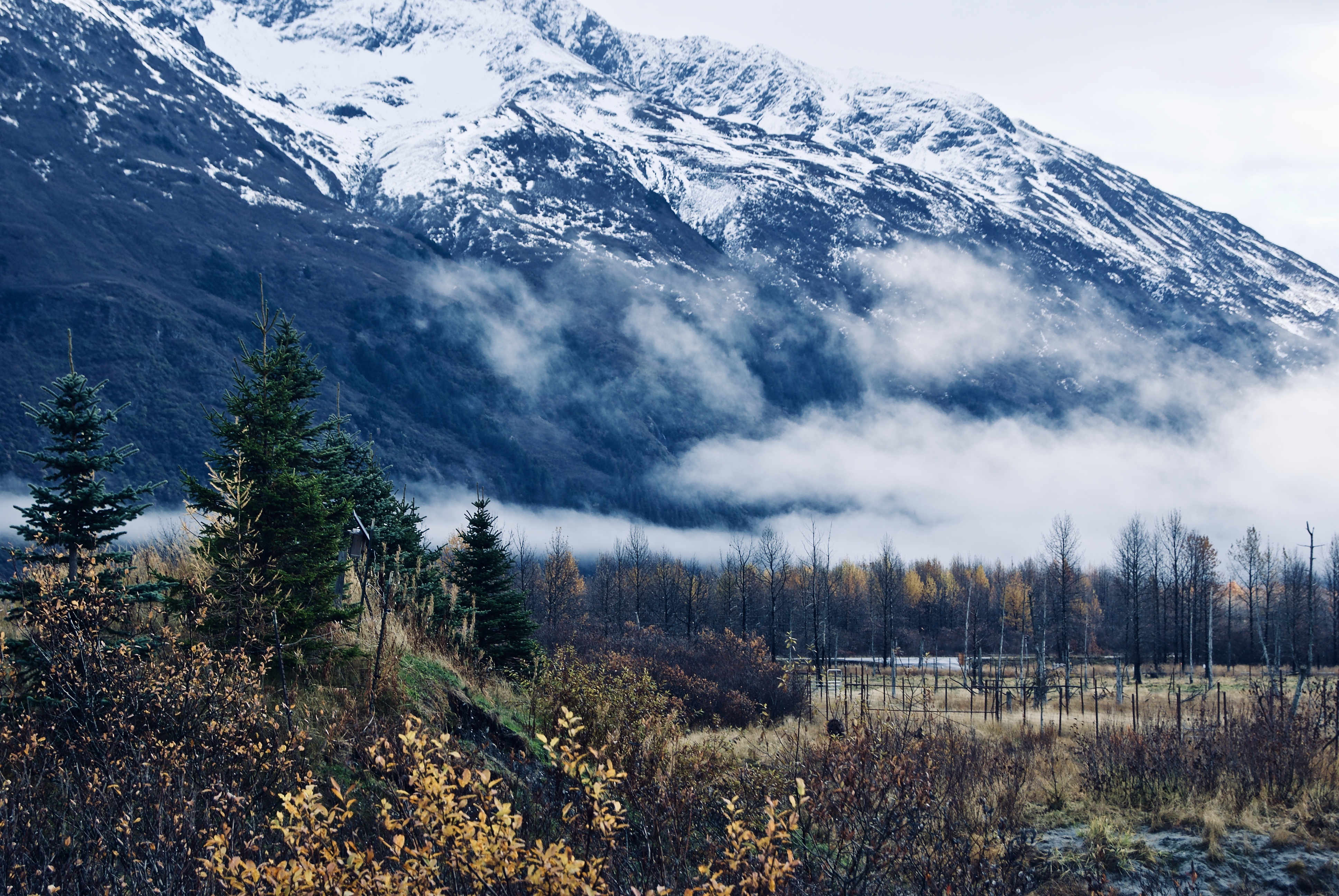 A snow-topped mountain with a field in the front.