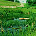 Planning and Environment - photo: wetland