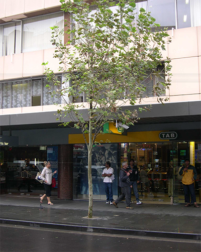 A tree planted in the sidewalk.