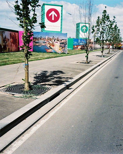 A row of trees planted in the sidewalk along the curb with drainage grates surrounding them.