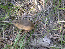 The Colorado Department of Transportation won a gold award for restoring disturbed areas of the Preble's meadow jumping mouse's habitat.