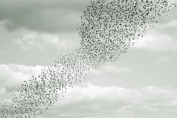 Figure 15. Photo. A flock of birds is seen swarming and demonstrating how individuals can interact together and form emergent patterns of behavior.