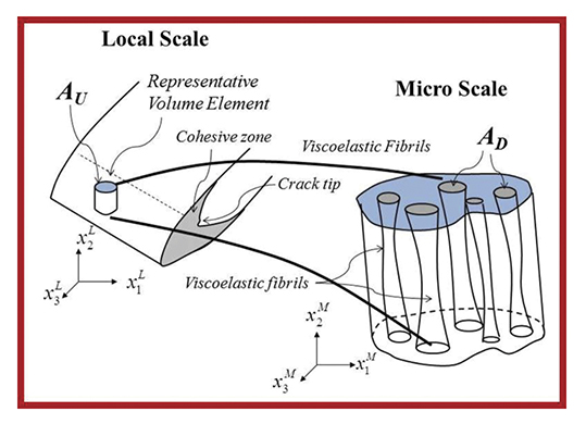 Depiction of a cohesive zone of asphaltic pavement on both the local and micro scale. On the local scale, a cross-section of asphaltic pavement is depicted with a crack tip surrounded by a cohesive zone. A segment of the cohesive zone (the Representative Volume Element) is blown up to better show the cohesive zone on the microscale; on this scale, the visoelastic fibrils can be seen.