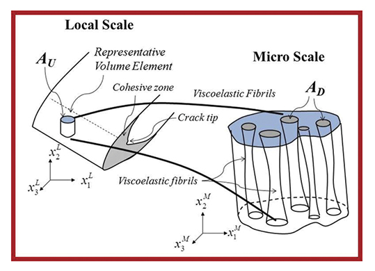 Depiction of a cohesive zone of asphaltic pavement on both the local and micro scale. On the local scale, a cross-section of asphaltic pavement is depicted with a crack tip surrounded by a cohesive zone. A segment of the cohesive zone (the Representative Volume Element) is blown up to better show the cohesive zone on the microscale; on this scale, the visoelastic fibrils can be seen.