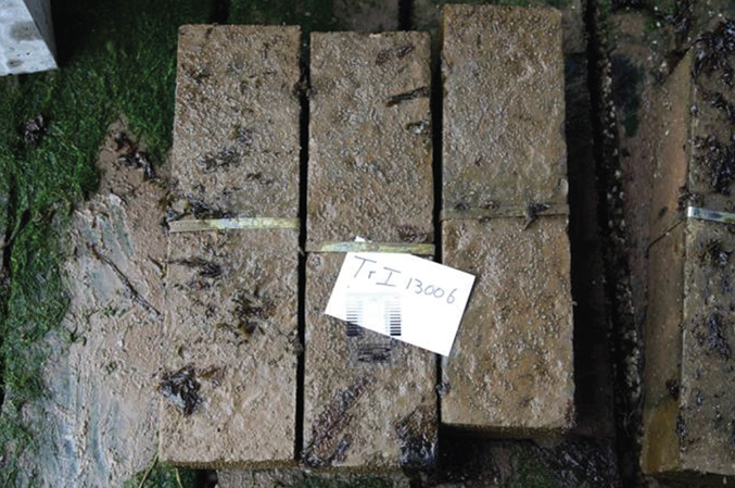 Photo of fly ash geopolymer beams at the U.S. Army Engineer Research and Development Center at Treat Island, Maine. The beams show no signs of cracking or expansion after 1 year of exposure to freezing and thawing conditions and sea water wetting and drying. 