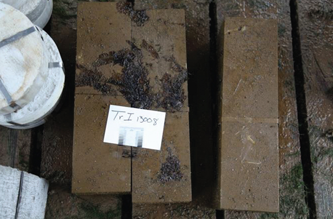 Photo of calcium sulfoaluminate beams at the U.S. Army Engineer Research and Development Center at Treat Island, Maine. The beams show no signs of cracking or expansion after 1 year of exposure to freezing and thawing conditions and sea water wetting and drying.