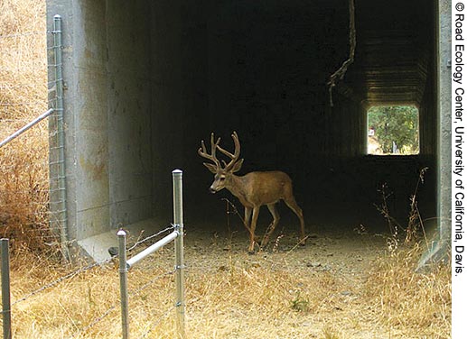 Photo. A deer stands at the entrance of a wildlife crossing tunnel under State Route 50 in California. The tunnel is dark behind the deer, with sunlight illuminating the exit at the end of the tunnel. In the foreground is a grassy area. 