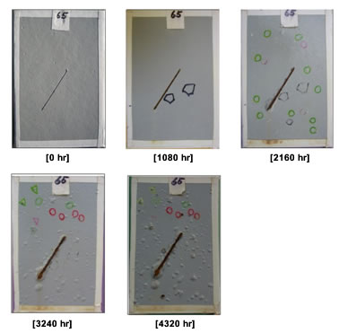 Figure 27. Photo. Progressive changes of panel 65 (ASP: ALT). This figure shows a series of photos of scribed polyaspartic (ASP) panel 65 at time periods of 0, 1,080, 2,160, 3,240, and 4,320 h of accelerated lab testing (ALT). This test panel shows 2 holidays at 1,080 h, 16 holidays with slight blistering at 2,160 h, 21 holidays with significant blistering at 3,240 h, and 22 holidays with significant blistering at the termination of testing at 4,320 h. Rust creepage growth appears at 2,160 h and continues to grow through the rest of ALT.