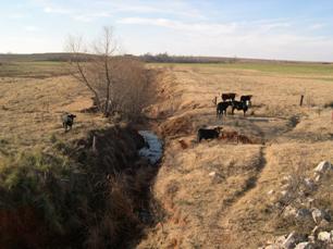 Figure 9. Stream impacts due to disturbances, including hoof damage, vegetation removal, and channel straightening. Photo. This figure shows an example of a combination of disturbances. All vegetation has been removed either through farming practices or by cattle grazing. The channel apparently had been straightened to provide better drainage and to maximize land for farming. Not only are cattle grazing in this area, but also they have direct access to the stream.